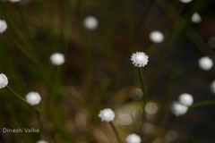 Eriocaulon tuberiferum